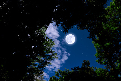 Full moon seen through trees with copy space.