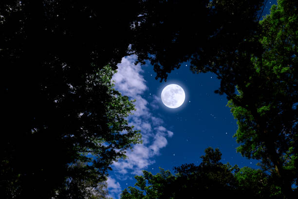 Photo of Full moon seen through trees