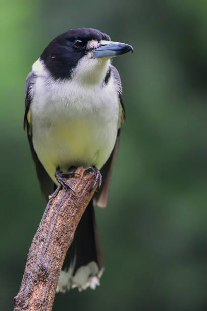 170+ Grey Butcherbird Stock Photos, Pictures & Royalty-Free Images - iStock
