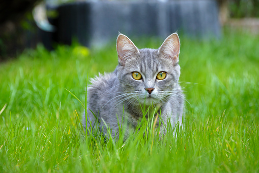 Tabby domestic cat in the tall gras