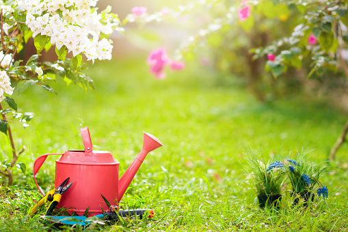 Watering can and gardening tools. Garden plants and flowers. Beautiful sunny blooming backyard. Outdoor hobby and healthy activity.