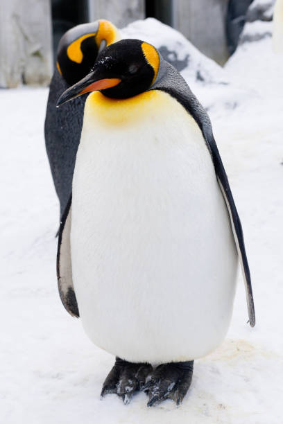 istock Cute King penguin in the snow 1313586878