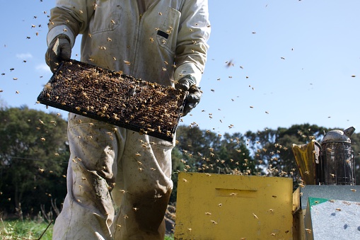 A Beekeeper removes a frame from the beehive to check on the bee colony.