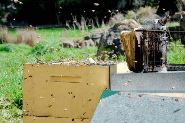 istock Close-Up of an Open Beehive in Field 1313587918