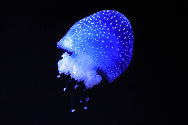 quallen im meer schwimmen. medusa - jellyfish translucent sea glowing stock-fotos und bilder