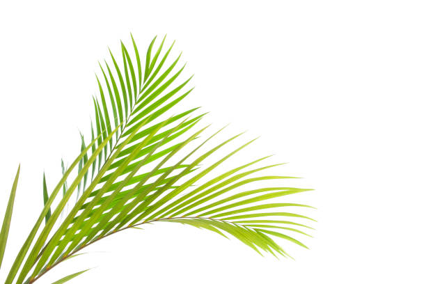 istock tropical coconut palm leaf isolated on white background 1313592241