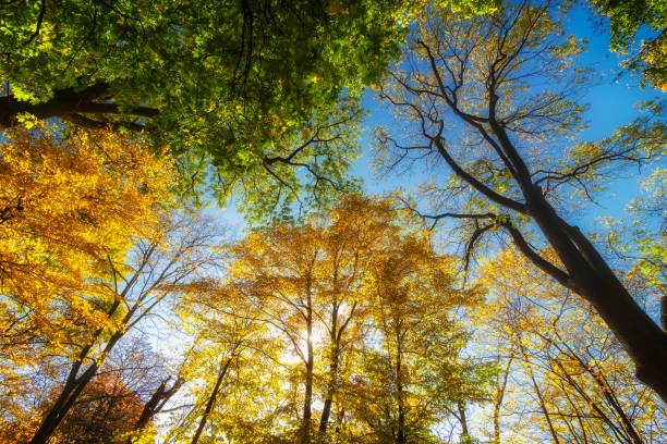istock Beautiful yellow trees in autumn forest 1313592289