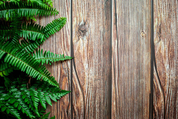 Creative nature layout made of tropical leaves. Summer concept. Fern Palm and monstera leaf on wall. Nature beach background layout with free text space.