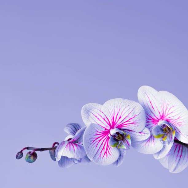 Beautiful white Orchid flowers close-up. Purple background, space for copy.