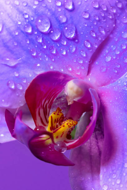 istock Orchid flower with drops close-up 1313592554