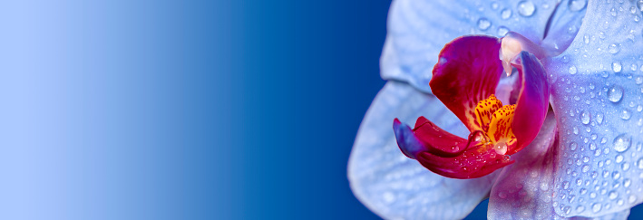 Close-up of beautiful Orchid flowers with water drops. Blue gradient background, space for copy.