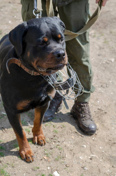 istock A soldier with his Rottweiler. 1313593555