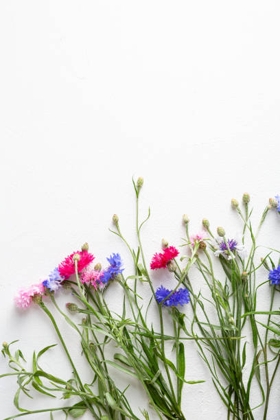 istock Overhead view of summer flowers on white surface, copy space flat lay 1313593735
