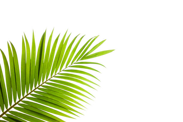 istock tropical coconut palm leaf isolated on white background 1313594478