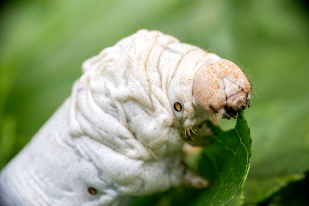 gusano de seda comiendo hoja verde de morera - silkworm fotografías e im�ágenes de stock