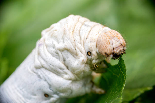 뽕나무 녹색 잎을 먹는 누이 - silkworm 뉴스 사진 이미지