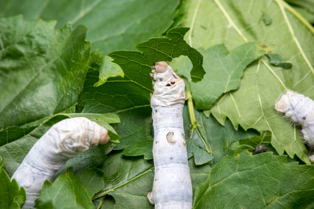 istock Silkworm eating mulberry green leaf 1313594497