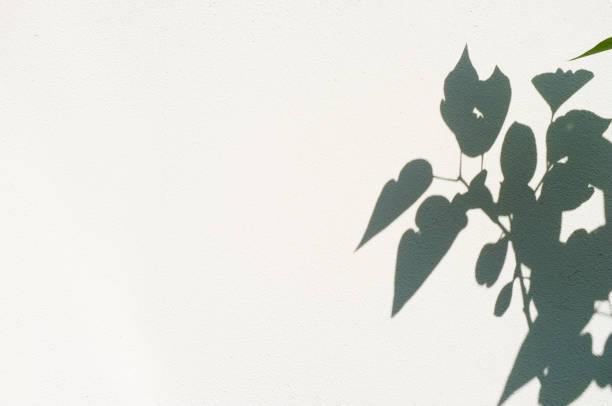istock Shadow of leaves on a white wall 1313594509