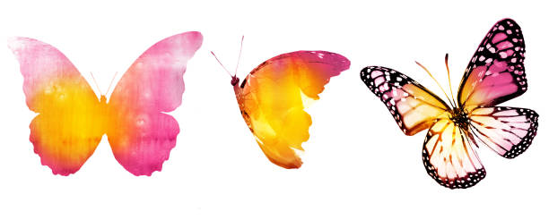 Three watercolor butterflies, isolated on white background