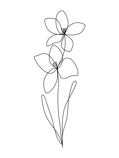 연속 라인 검투사 꽃 드로잉, (이리다세 가족) 8 월 생화, 벡터 - gladiolus stock illustrations