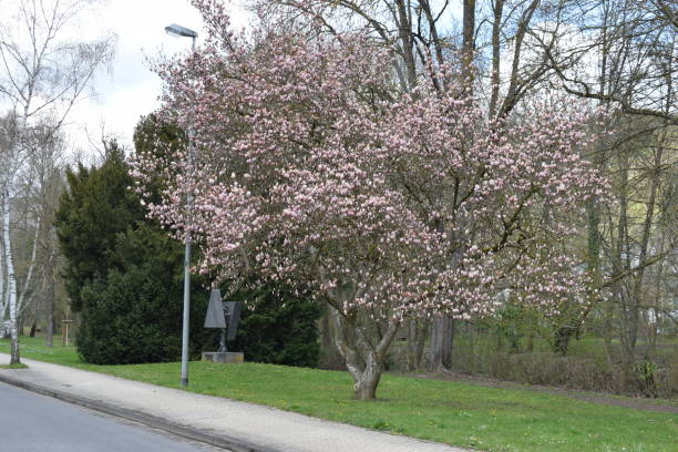 istock blooming magnolia tree at the roadside 1313595903
