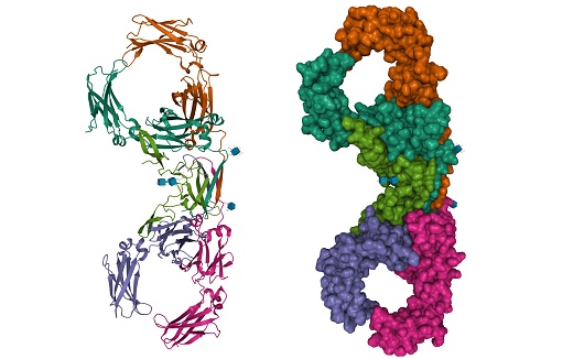 Immunoglobulin A is an antibody that plays a crucial role in the immune function of mucous membranes. 3D cartoon and Gaussian surface models with differently colored chains, white background.