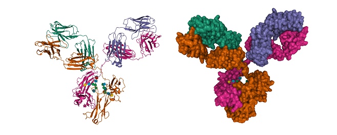 An antibody, also known as an immunoglobulin, is a large, Y-shaped protein used by the immune system to identify and neutralize foreign objects such as pathogenic bacteria and viruses. 3D cartoon and Gaussian surface models with differently colored chains, white background.