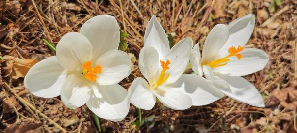 istock Spring primroses white crocuses with a yellow center on a sunny April day 1313596260