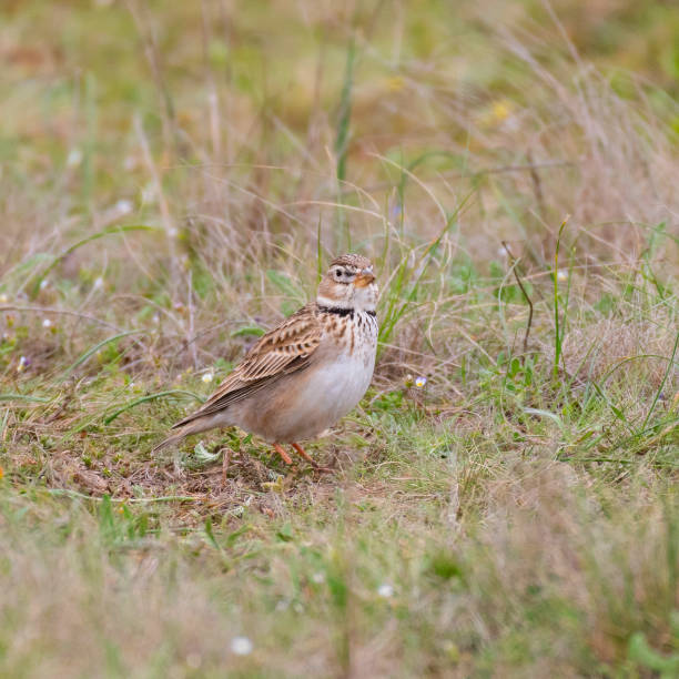 istock Calandra lark bird Melanocorypha calandra in spring steppe 1313597256
