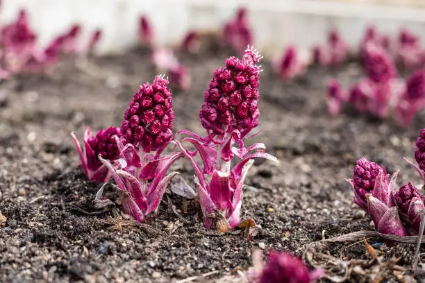 Inflorescences of a butterbur (Petasites hybridus), a herbaceous perennial flowering plant in Bernardinai garden of Vilnius, Lithuania