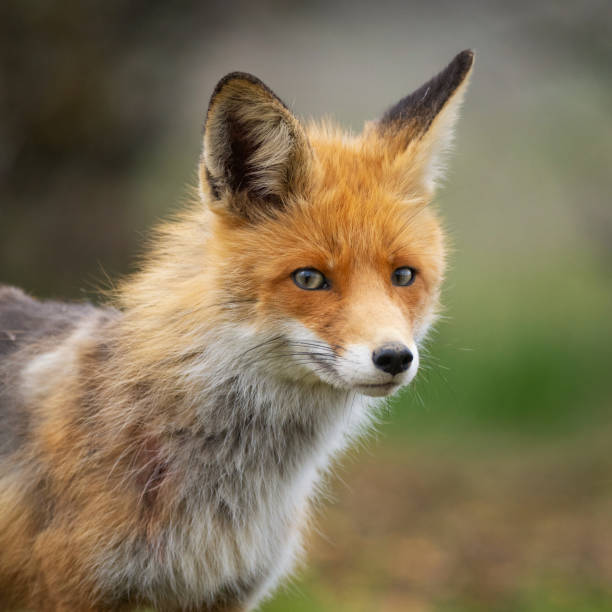 istock Red fox Vulpes vulpes in the wild 1313597596