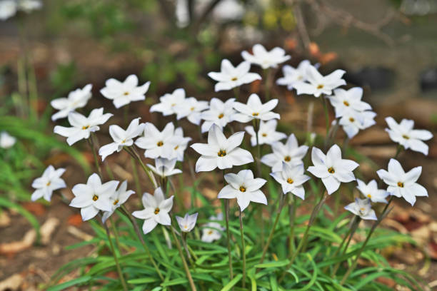 Ipheion uniflorumHananira