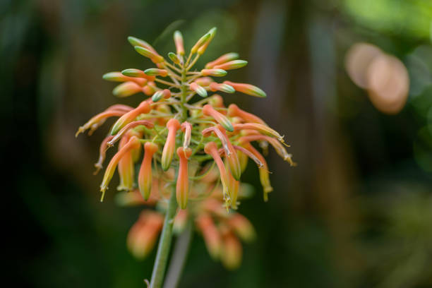 Aloe mendesii inflorescence with orange, pink and yellow flowers, natural macro floral background