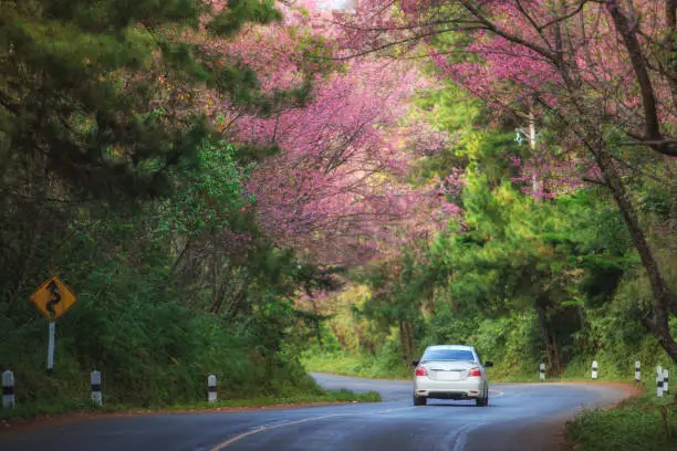 Beautiful road on mountain landscape view with cherry blossom in the morning at Doi Ang Khang, Chiangmai, Thailand