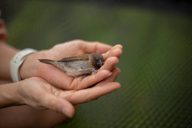 The wounded bird is in the hands of human