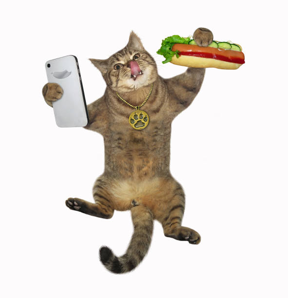 istock Cat takes selfie with hot dog 1313600865