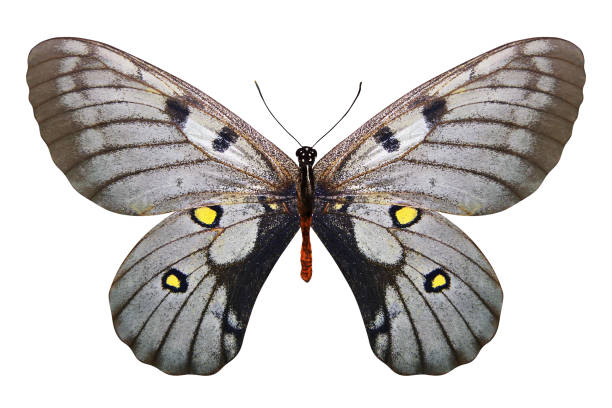 white butterfly isolated on white background