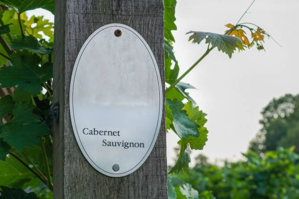 istock Vine plants and a sign 