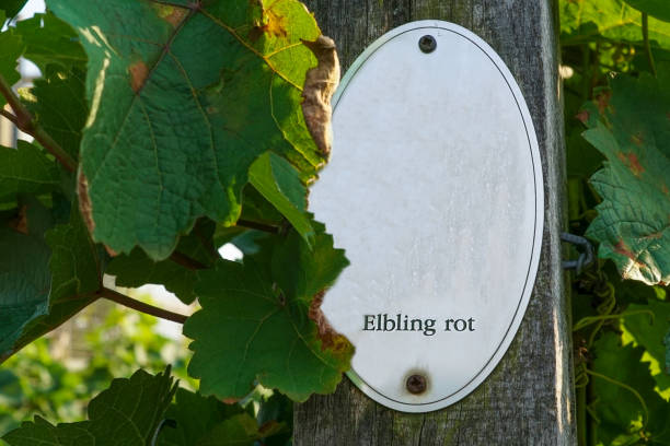 istock Vine plants and a sign 