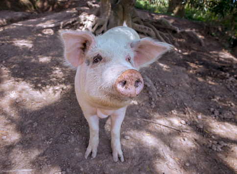 Small piglet on the farm. White pig on outdoor pasture of farm. Ethical animal farming. Outdoor pasture for a piglet. Pink piglet closeup with soft eat and snout. Pig as farm animal. Summer farm.