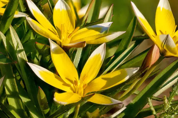 Photo of Detail shot of yellow star tulip flowers with leaves