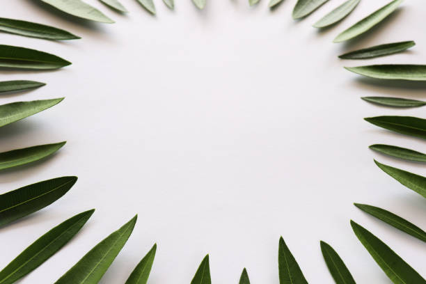 istock Fresh leaves in a shape of circle. 1313603121