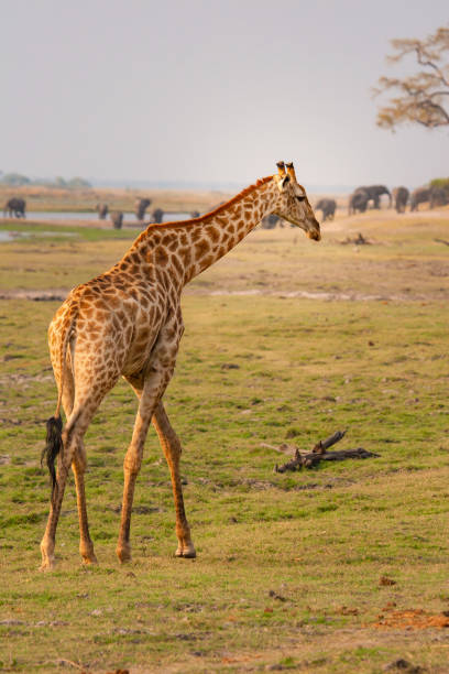 istock wild giraffe walking freely through the african savanna 1313604242