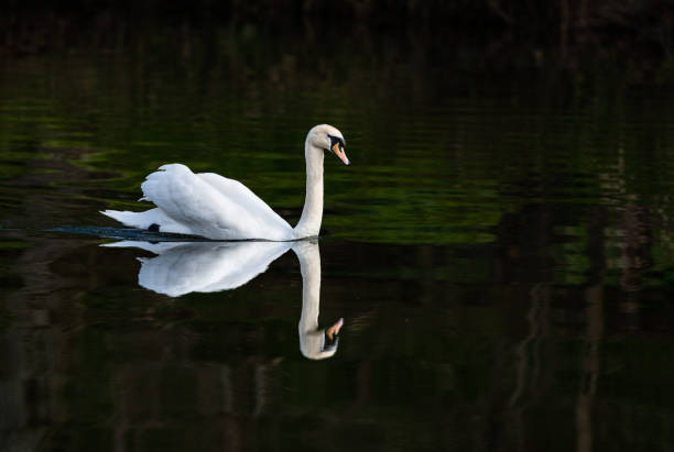 istock Swan Reflection on the river Teviot, Scottish Borders, United Kingdom 1313604856