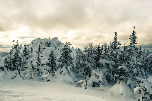 istock Coniferous forest is covered with snow after blizzard 1313605656