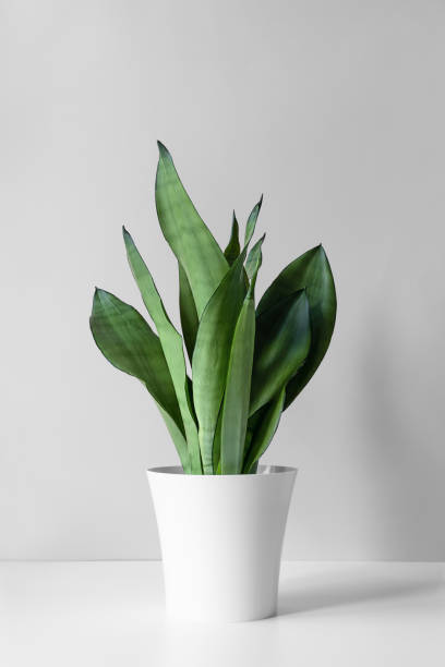 istock Sansevieria plant in a modern put on a white table against a gray wall. Home plant Sansevieria trifa 1313607325