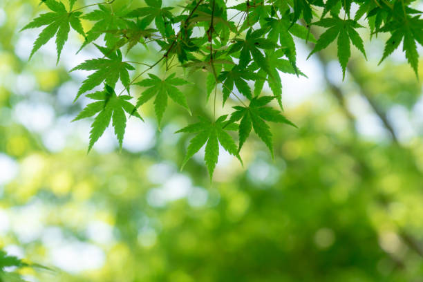 istock Japanese maple foliage, green in spring 1313607609