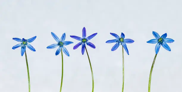 A bluestar flower on a white background
