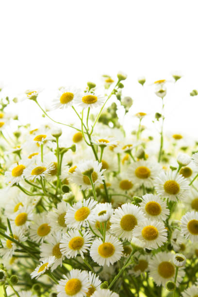 istock Field chamomile on the light background. Close-up. Summer  flowers concept. 1313610077
