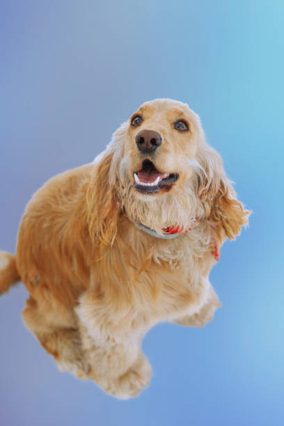istock English cocker spaniel sitting, blue background 1313610605